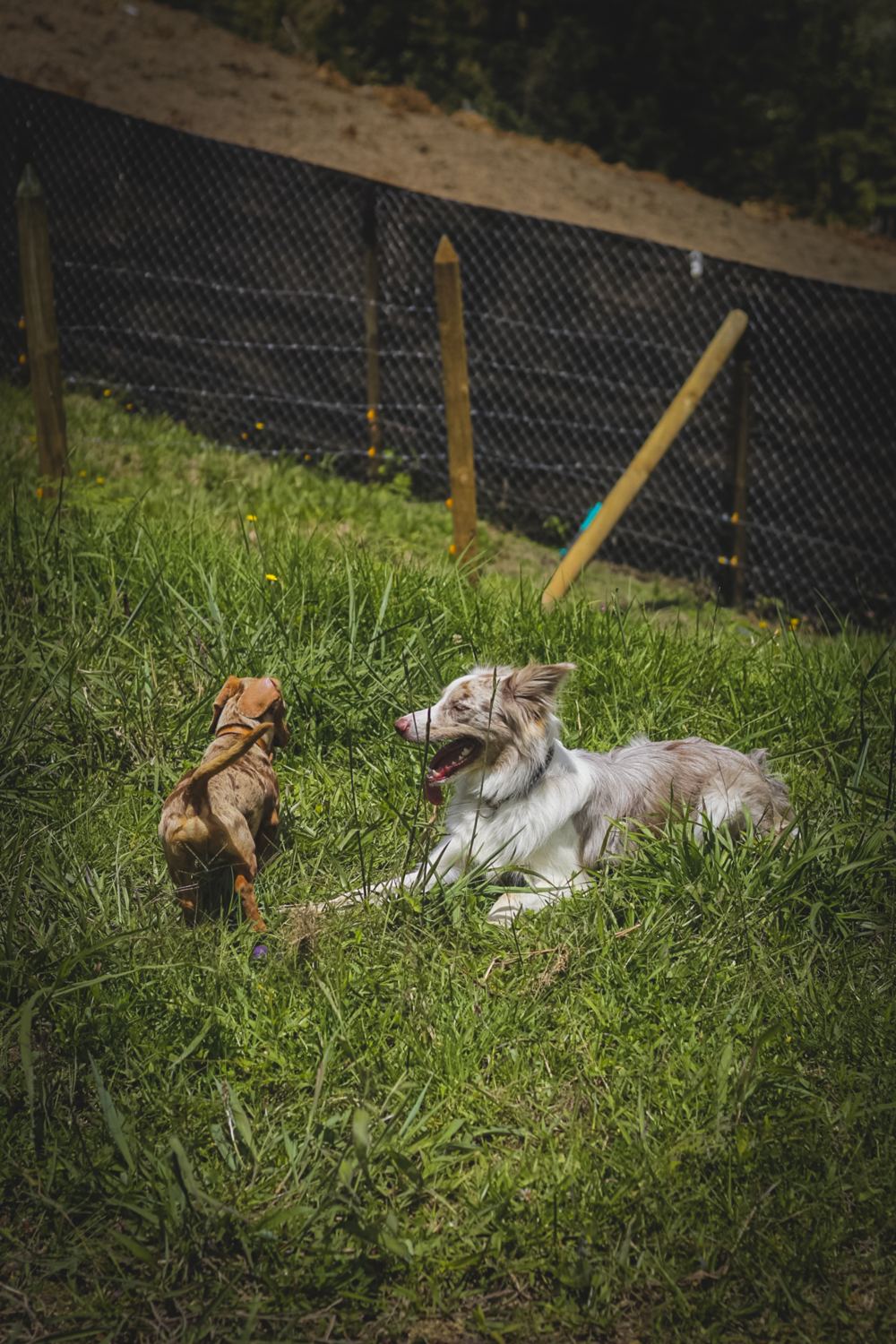 Peluditos de distintas razas socializando en Dog Home