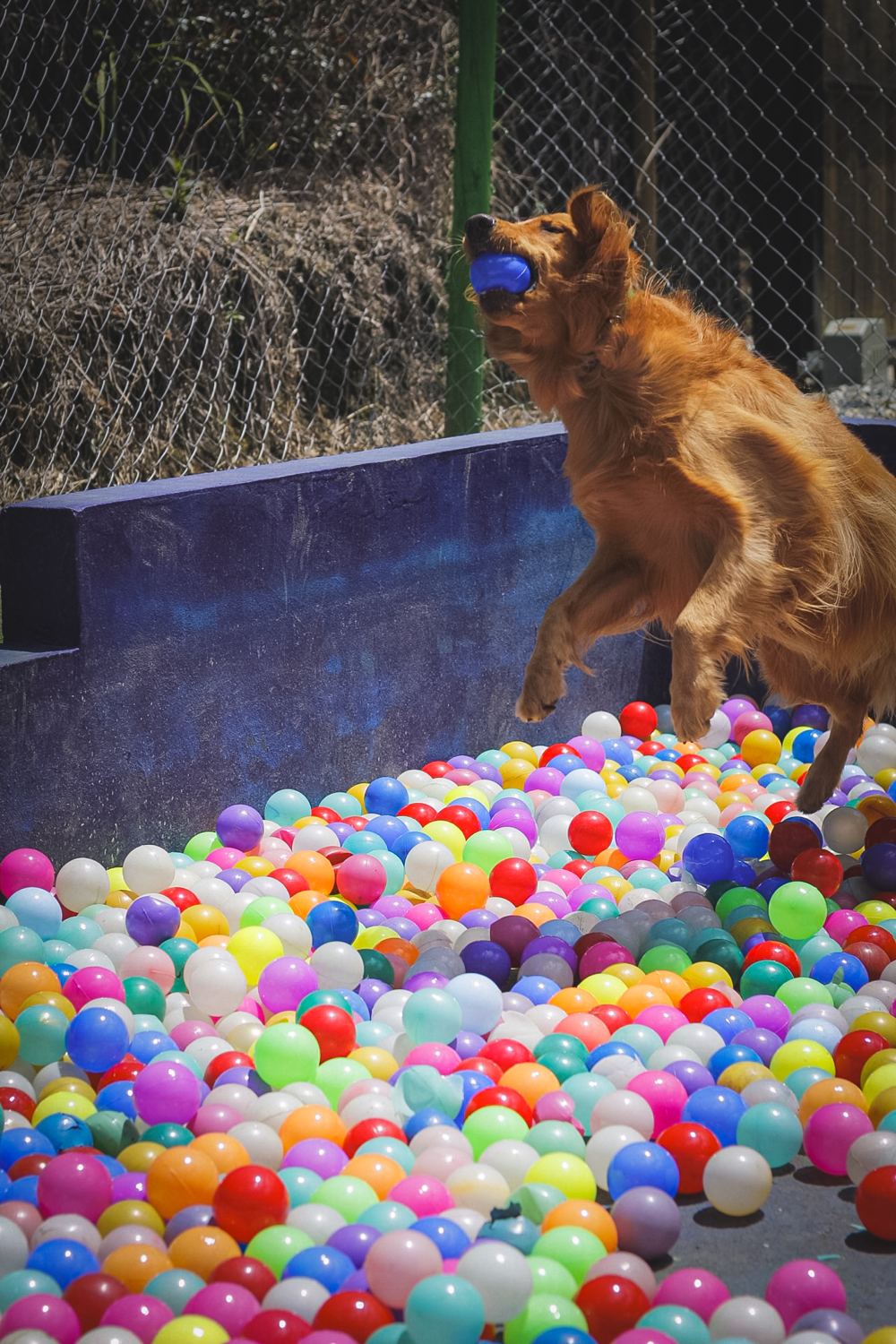 Peludito saltando en la piscina de pelotas de Dog Home
