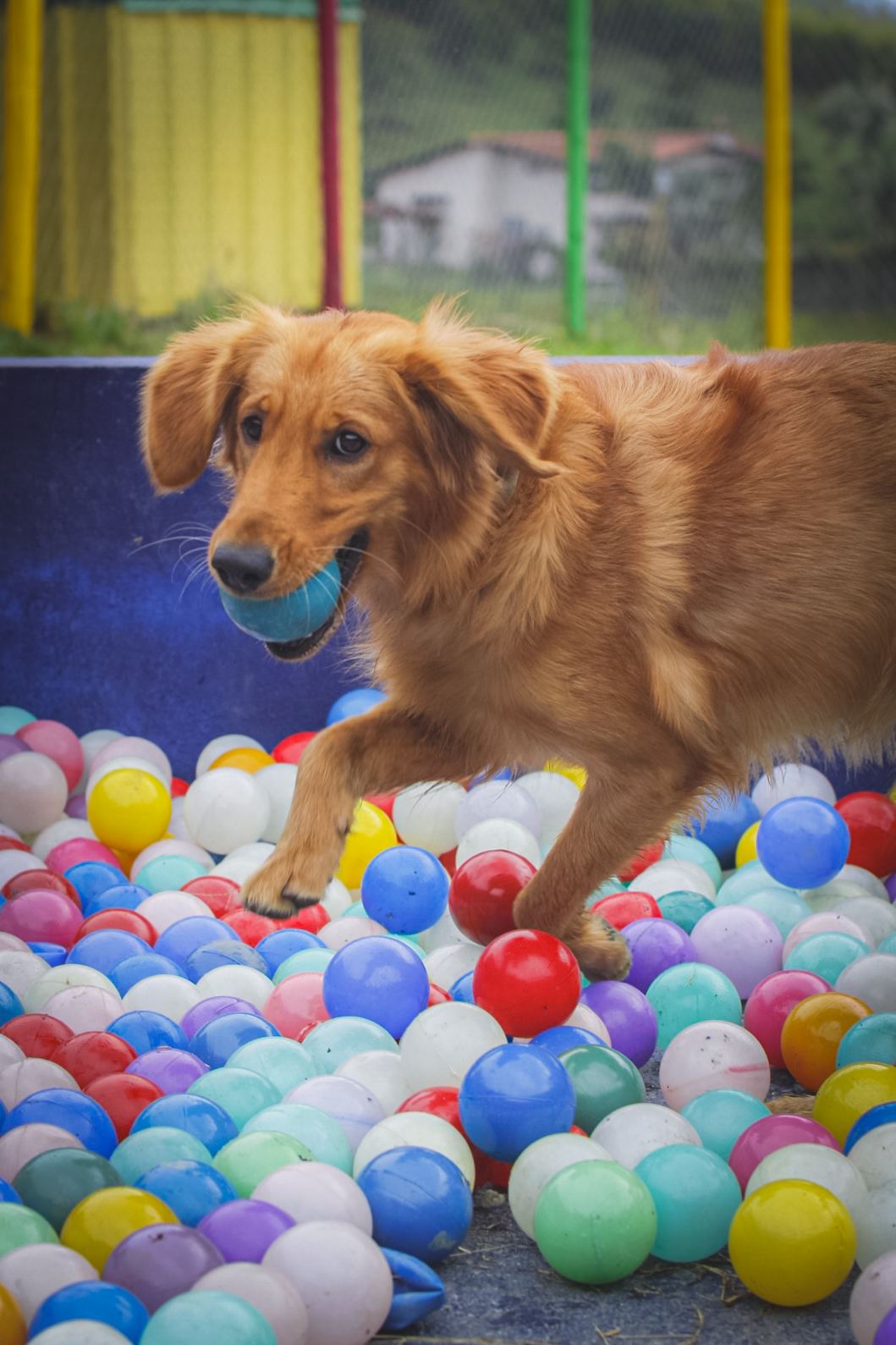 Peludito jugando en la piscina de pelotas de Dog Home