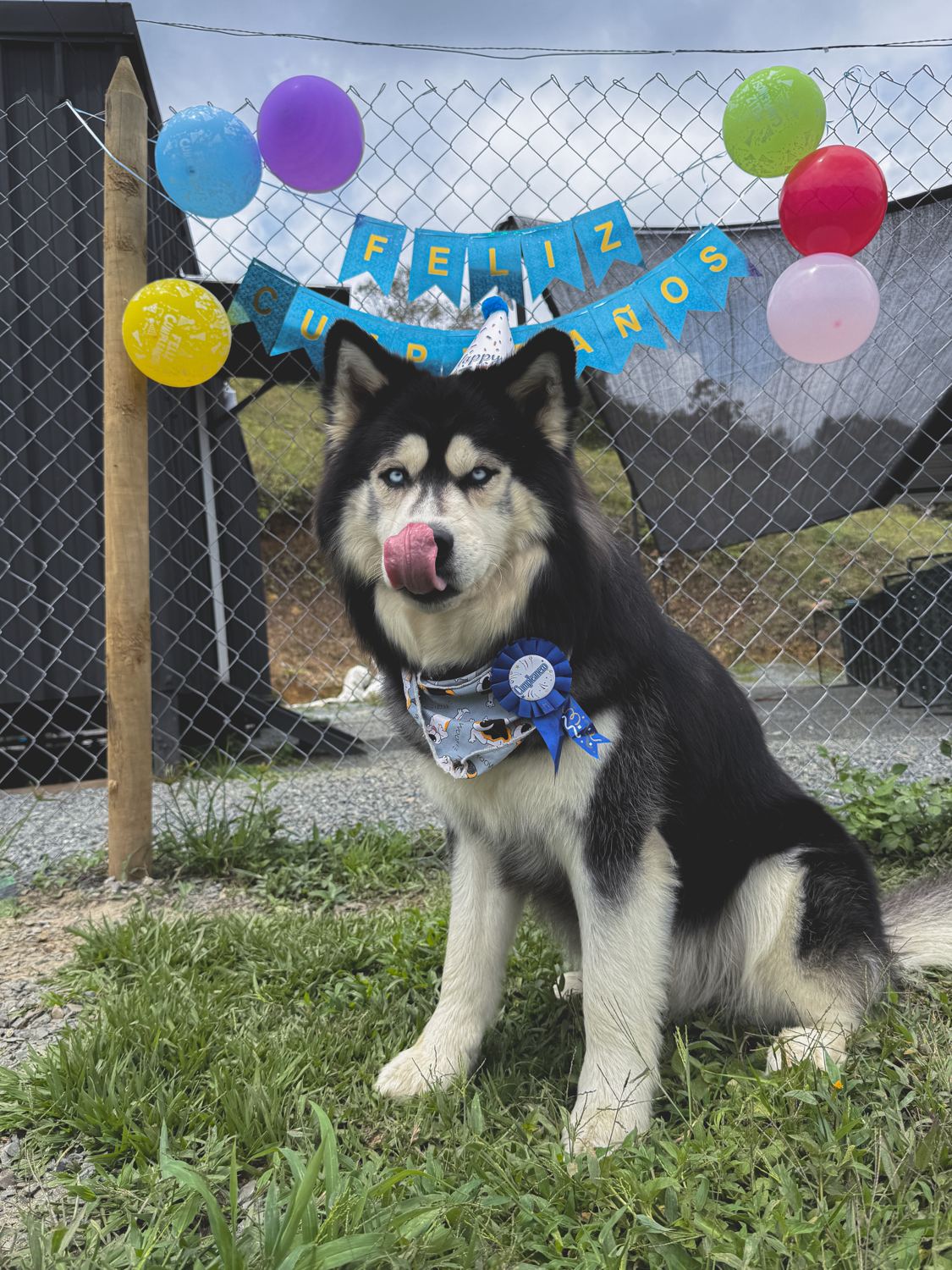 Peludito celebrando su cumpleaños en Dog Home