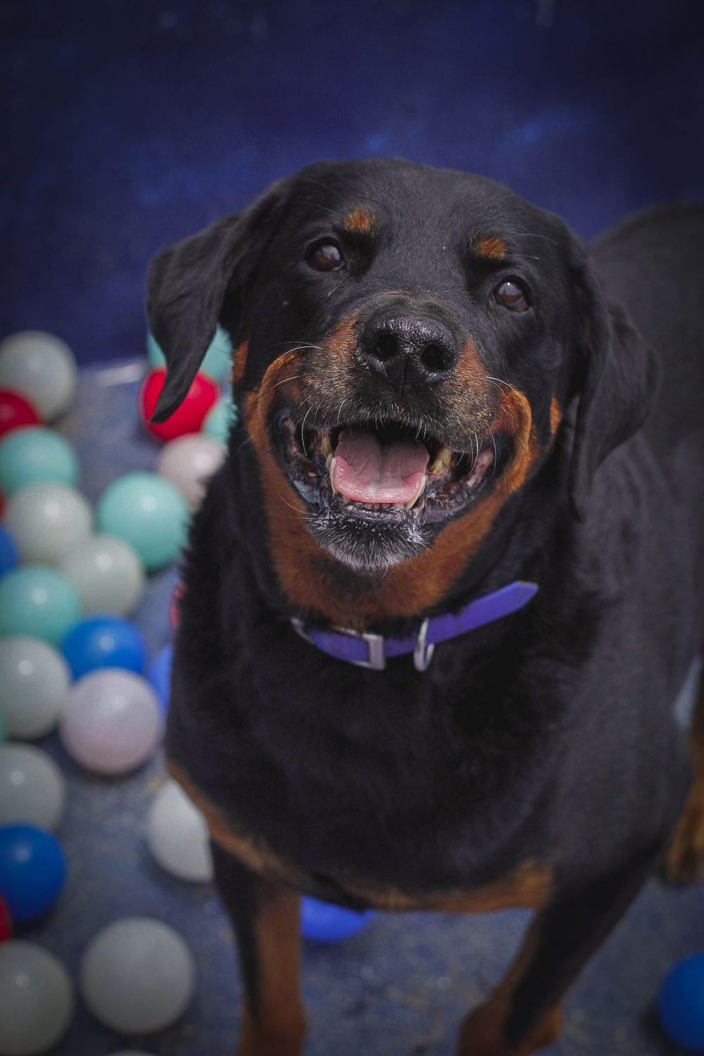 Peludito huésped sonriente en Dog Home