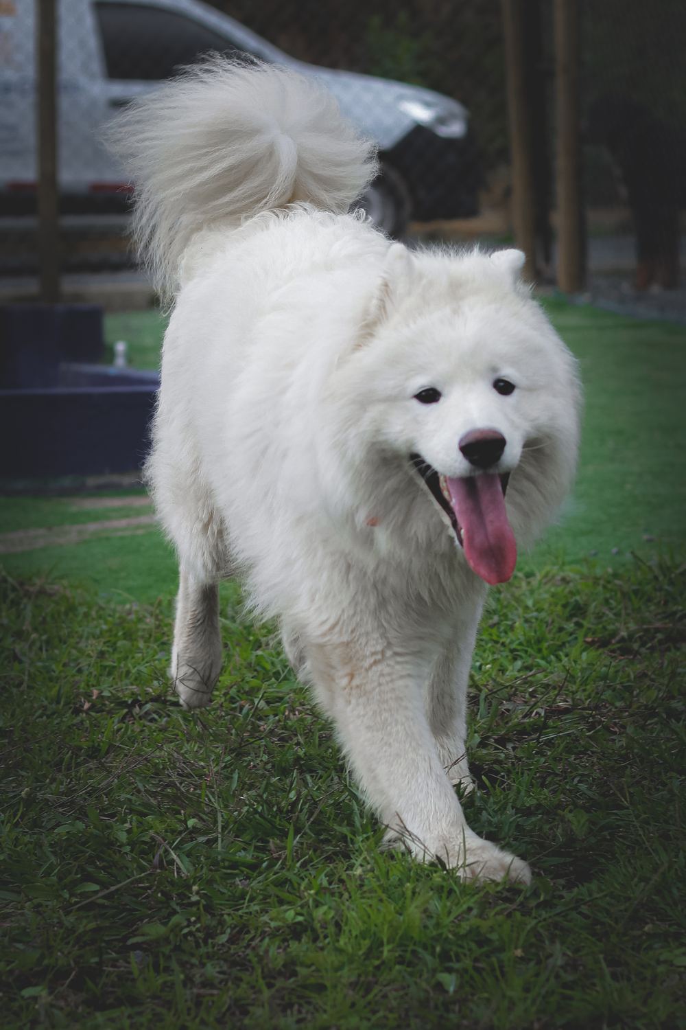 Peludito corriendo libremente en la zona campestre
