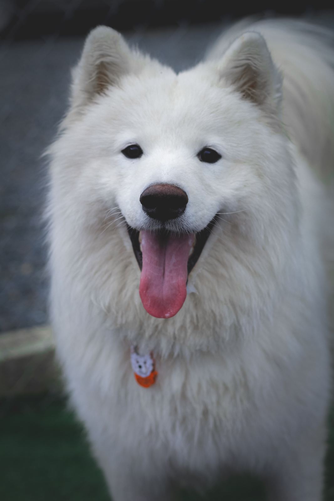 Peludito huésped sonriente en Dog Home